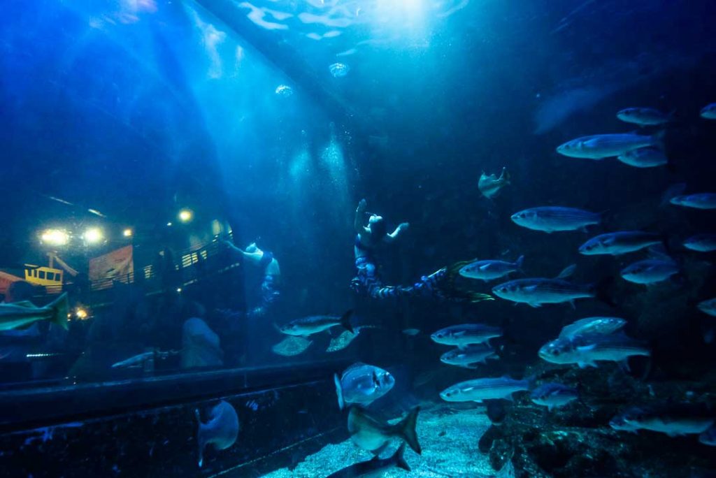 mermaids-plymouth-aquarium-fins-and-gins