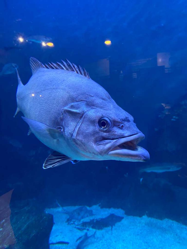 plymouth-aquarium-fish