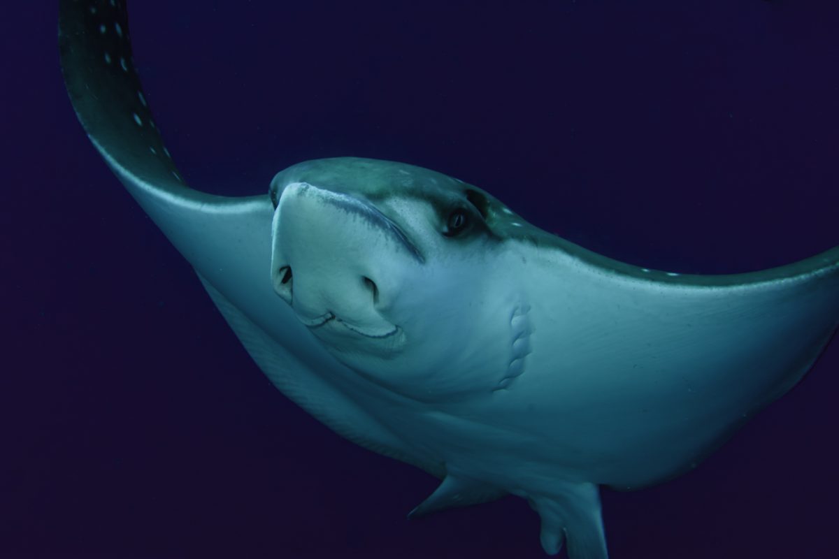 Inquisitive Eagle Ray Circles Me in The Maldives
