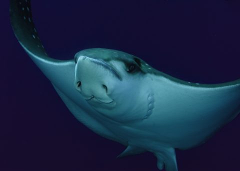 Inquisitive Eagle Ray Circles Me in The Maldives